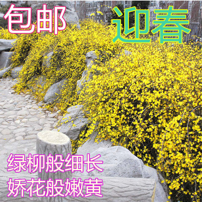 迎春花苗连翘金钟庭院绿化