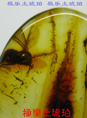 【极乐土琥珀】80182天然琥珀虫珀吊坠 虫琥珀 天然虫珀 苍蝇虫珀