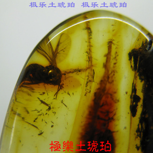 【极乐土琥珀】80182天然琥珀虫珀吊坠 虫琥珀 天然虫珀 苍蝇虫珀