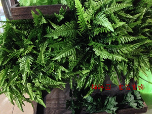 仿真绿叶蕨类假植物排草蕨类波斯叶绿草墙壁办公室橱窗装饰绿草叶