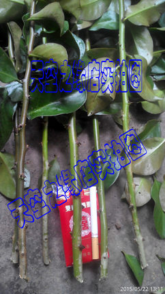 叶仙人掌 木麒麟 扦插繁殖用的无根枝条（纯货款30元以上才发货）