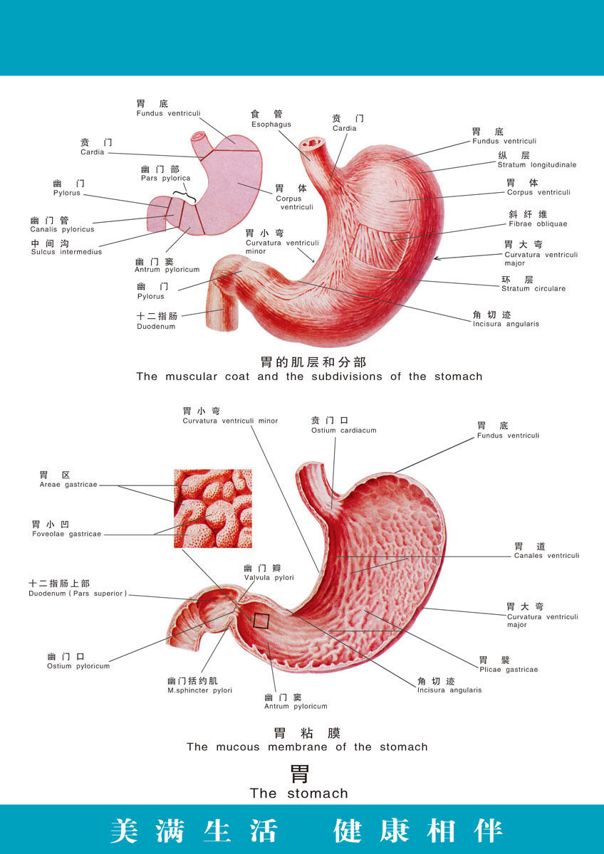 729海报印制展板写真喷绘贴纸263医院人体器官胃部挂图