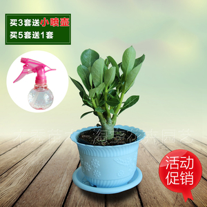 沙漠玫瑰盆栽重瓣四季开花好养老桩室内多色阳台花卉绿植多肉易活