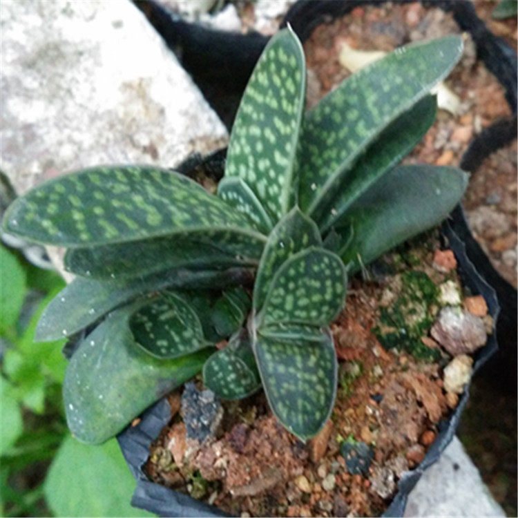 多肉植物【子宝】仙人球 仙人掌   室内植物净化空气防辐射小盆栽在类目 鲜花速递/花卉仿真/绿植园艺, 花卉/绿植盆栽（新）, 多肉植物中 - 来自Buy2taobao.com提供专业的淘宝代购服务