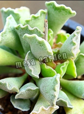 神想曲水泡  多肉水泡 叶插苗 叶片 天锦章属 卷边水泡