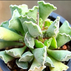 神想曲水泡  多肉水泡 叶插苗 叶片 天锦章属 卷边水泡