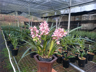 兰花樱花易种养大花兰花苗 盆景植物盆栽花卉大凤素