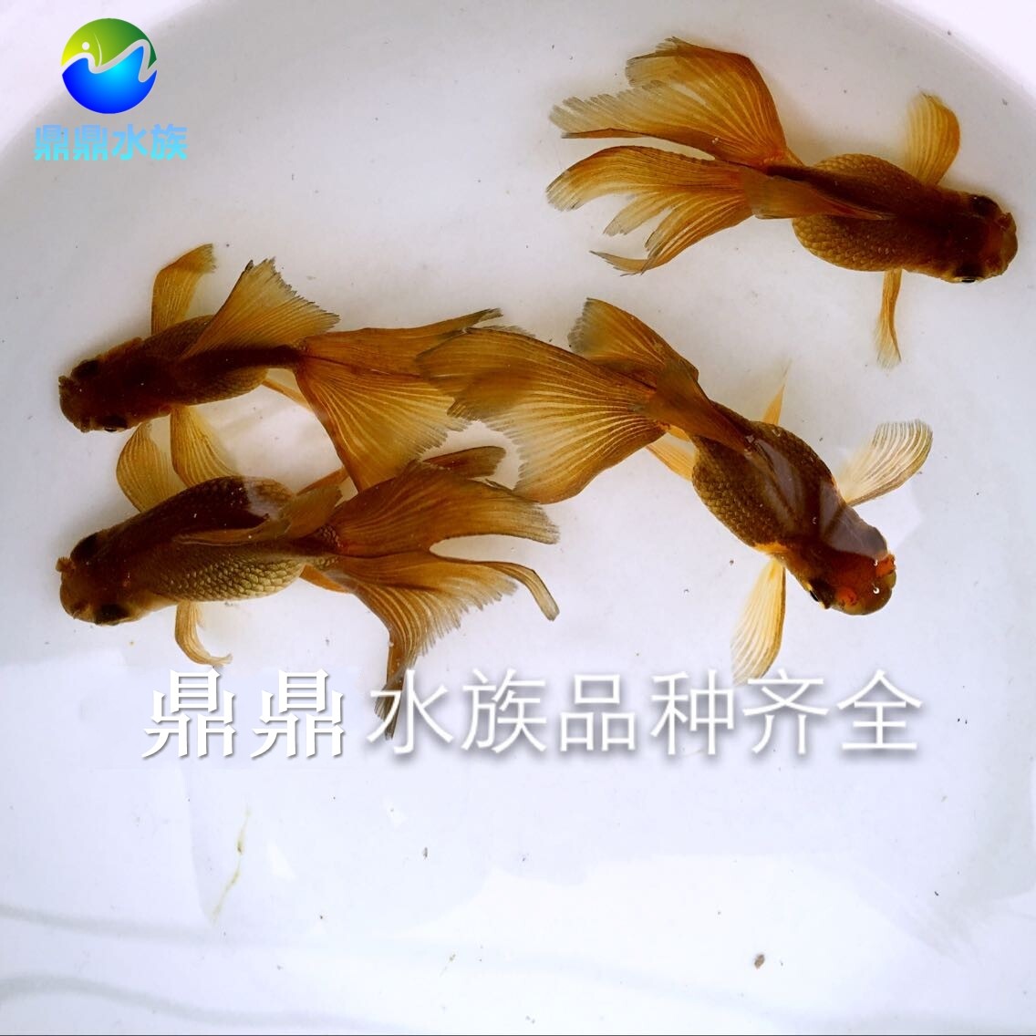 观赏金鱼活体精品紫凤高金鱼紫凤高凤尾金鱼冷水鱼包活