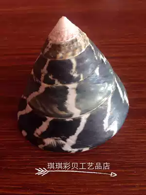 Natural horseshoe bell snail Qingta conch shell erythema bell snail fish tank landscaping shooting props Home decorations