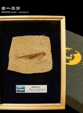 科普化石桌面装饰摆件原木新中式