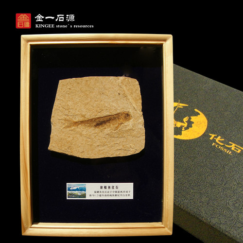 科普化石桌面装饰摆件原木新中式