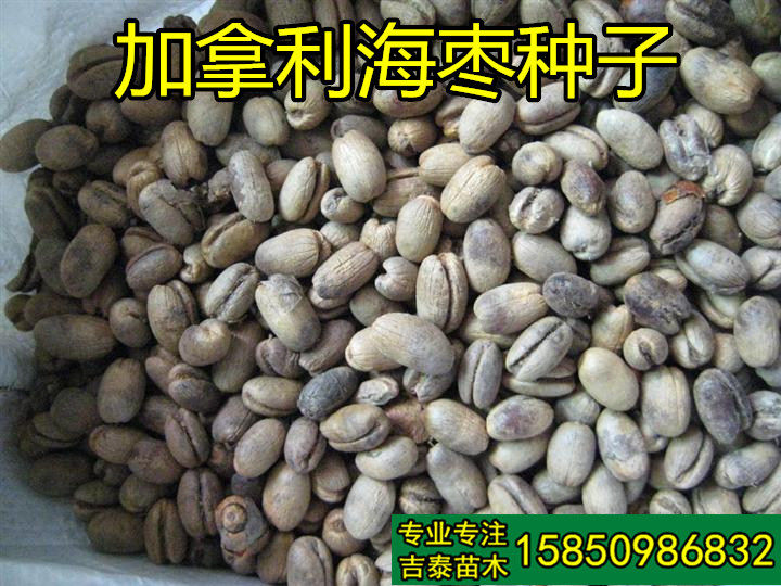 中东海枣种子银海棕榈籽加拿利海藻种子加纳利海枣加拿利刺葵种子 - 实物图