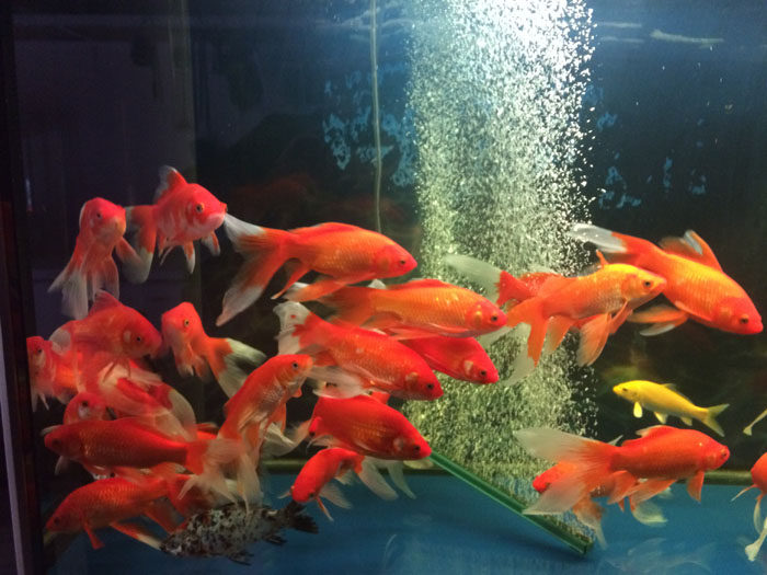 红草金鱼五花草金草鲫鱼大尾巴活体鱼观赏鱼冷水鱼金鱼