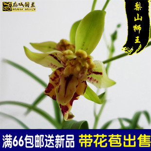 高档建兰四季兰花苗 梨山狮王 现带浓香花苞出售好养花卉盆栽草