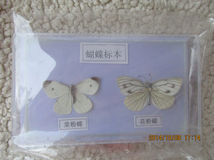 蝴蝶标本 花粉蝶 菜粉蝶标本 实物标本