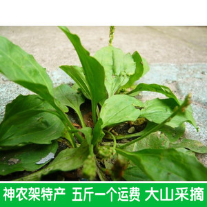 神农架特产现采新鲜车前草叶衣车舌菜车前子草