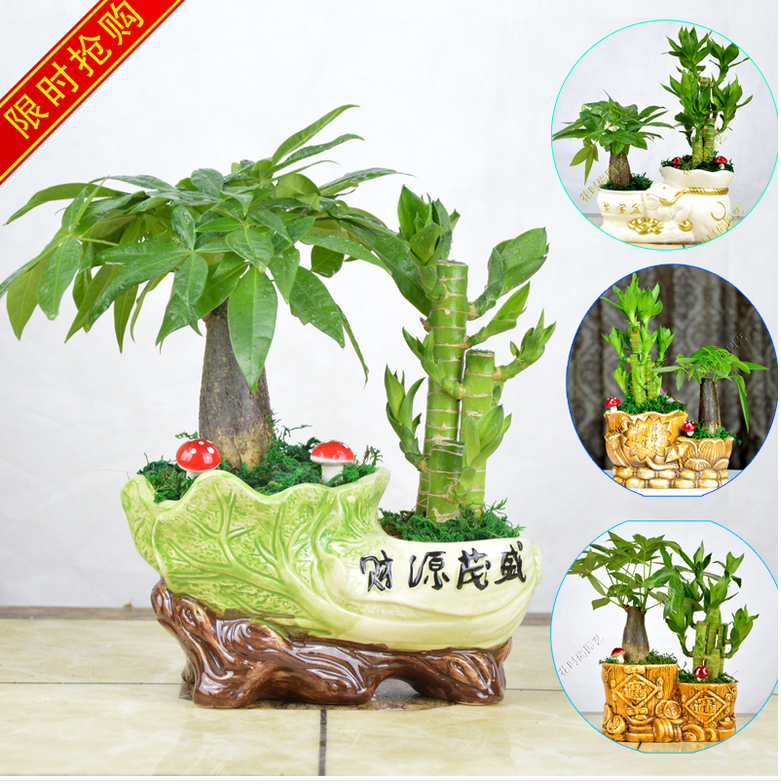 重庆同城花卉植物组合发财树富贵桌面绿植