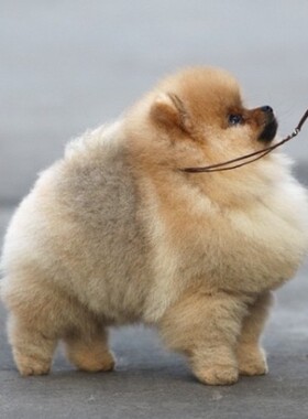 博美公母都有数只可挑赛级马尔济斯黑色黄色活体宠物犬犬舍血统