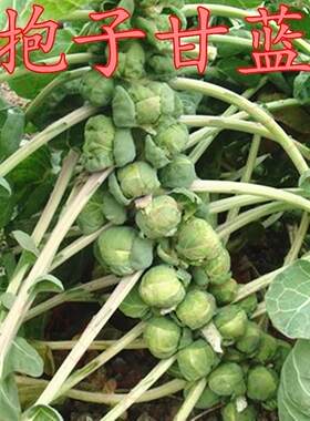 四季卷心菜水果抱子甘蓝进口包邮