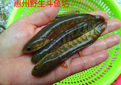 原生七星斑山花鱼月鳢白点珍珠雷龙鱼姑呆小型淡水活体观赏鱼包邮