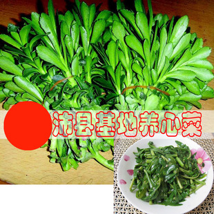 现挖新鲜可食用蔬菜景天三七鲜嫩野菜养心菜 救心菜鲜菜种苗