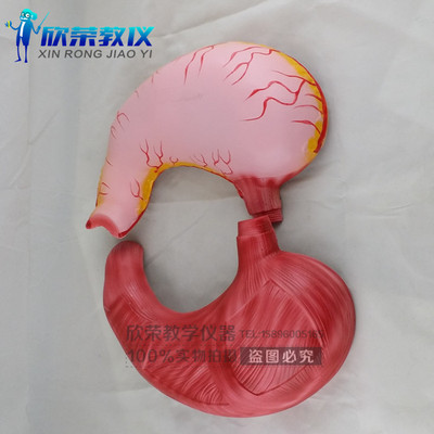 欣荣 33222胃解剖模型 J3329 两倍大模型 生物教学仪器 实验器材