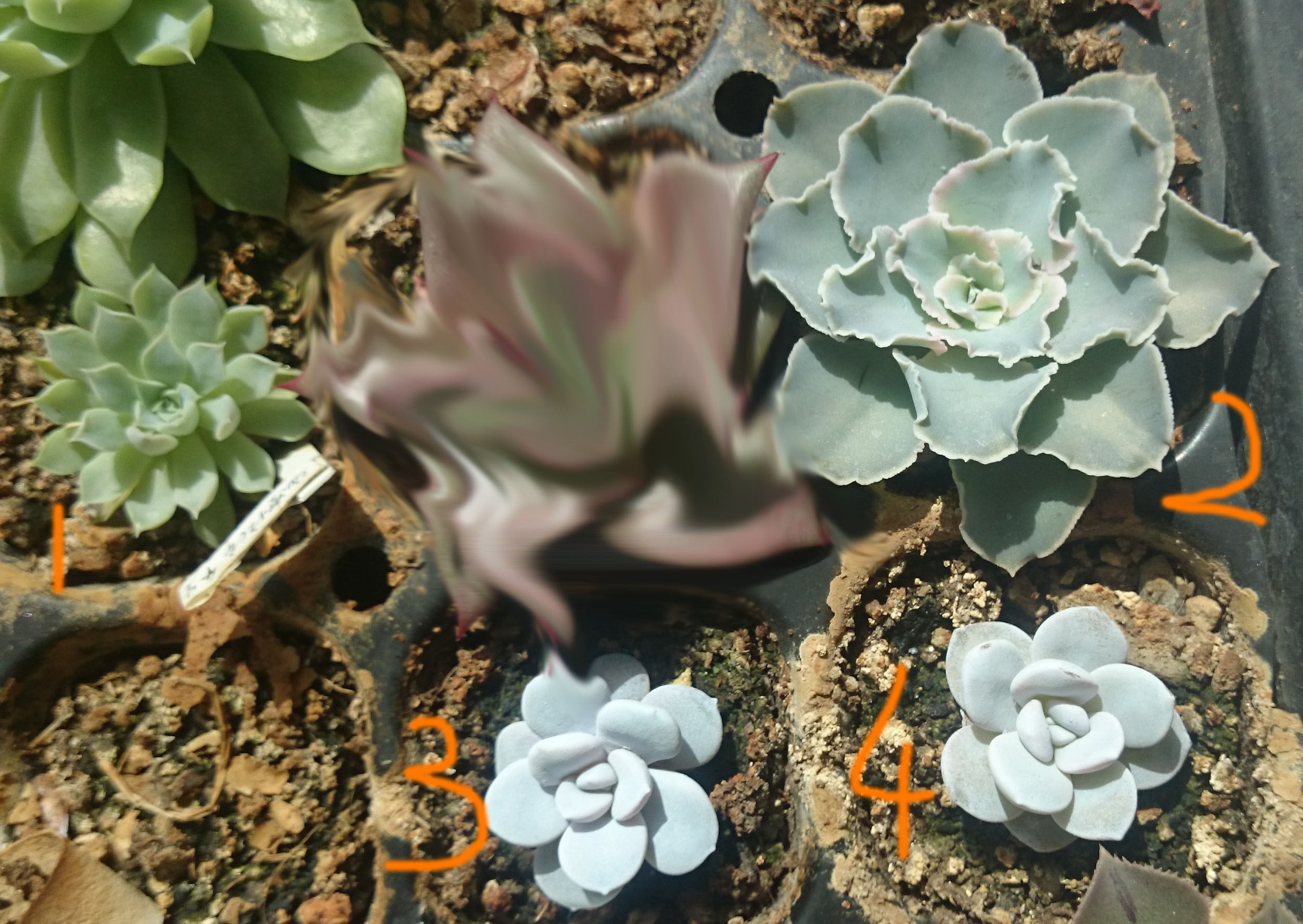 多肉植物 阳台自养 海滨格瑞 雪莲 荻原之舞沙维娜 实生 播种