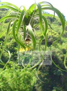 空凤【展示】T.Brachy.Selecta x Strephylla贝可利精选x电卷