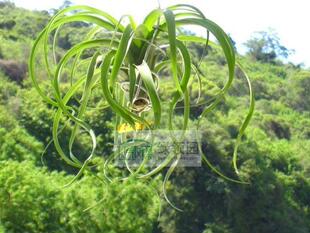 空凤【展示】T.Brachy.Selecta x Strephylla贝可利精选x电卷