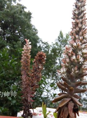 瓦松 多肉瓦花有点红红的 繁衍快易活 耐旱瓦塔 好种瓦花
