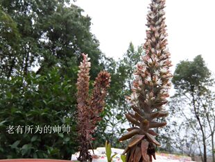 瓦松 多肉瓦花有点红红的 繁衍快易活 耐旱瓦塔 好种瓦花