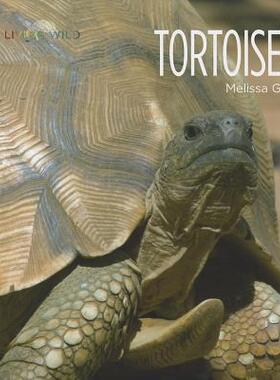 【预售】Tortoises