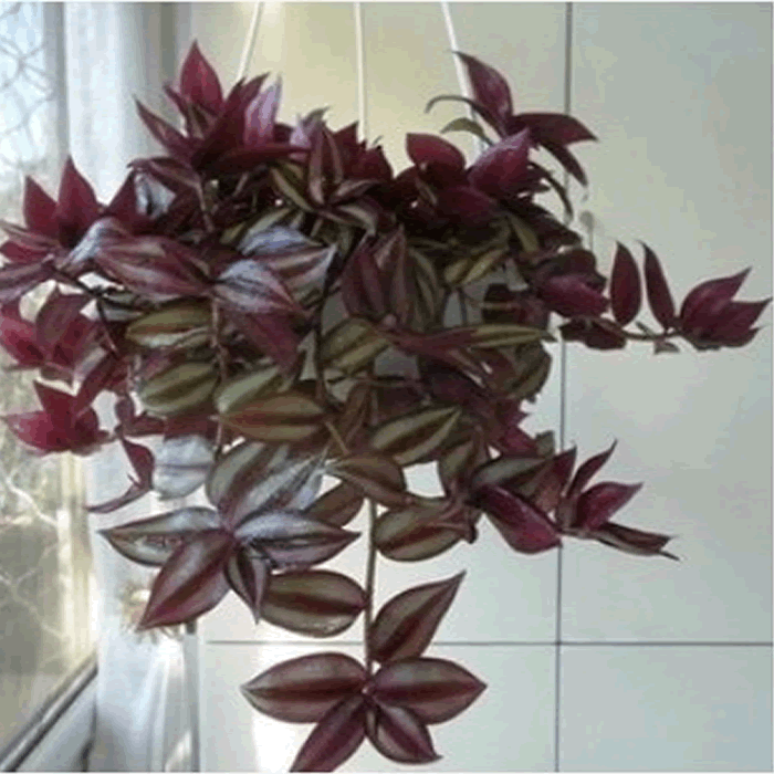 吊兰办公室桌面 阳台垂吊净化空气去甲醛盆栽 紫吊兰 紫叶吊竹梅