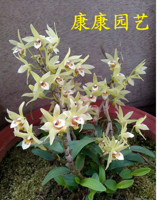 新款不含盆铁皮石斛创意花卉植物