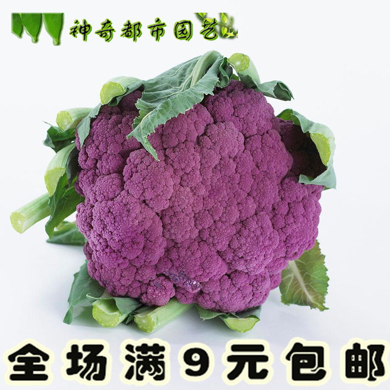 菜种子农家盆栽四季播紫色花椰菜种子花菜种子西兰花种籽 小编推荐 Wepost 全民代运 马来西亚中国淘宝代运与集运专家