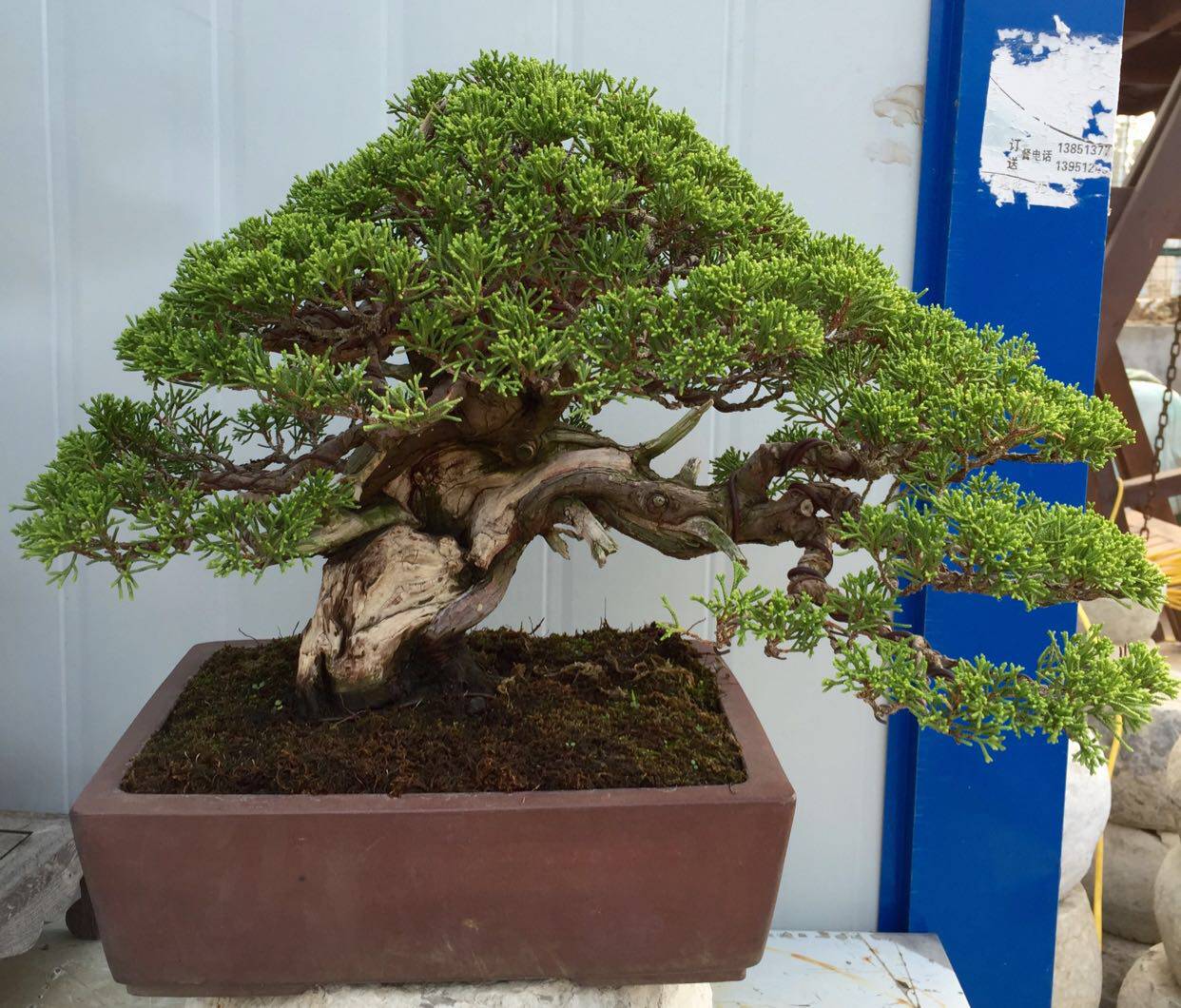 系鱼川真柏  小型精品真柏盆景 造型奇特 高品位桌面摆放