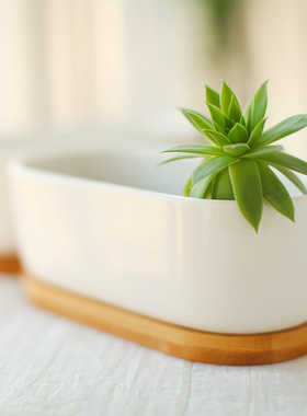 zakka家居摆件陶瓷花盆简约白色创意椭圆配竹制托盘盆栽多肉花盆