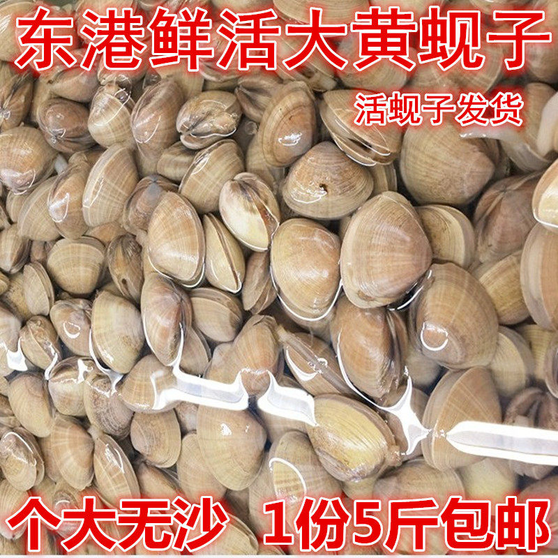 丹东大黄蚬子鲜活黄蚬子新鲜个大 无沙活黄蚬子发货一份5斤包邮