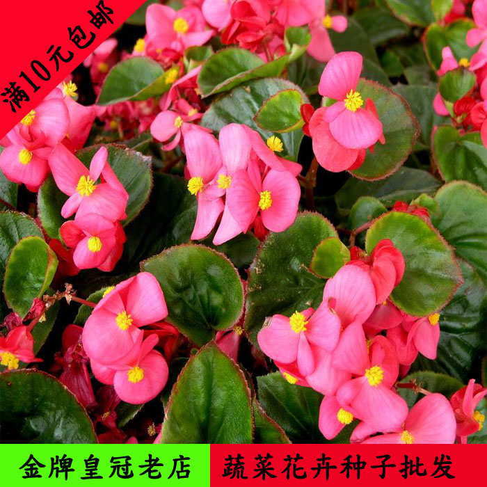 四季海棠花种子家庭阳台盆栽 四季播种 海棠花草种子花卉种子