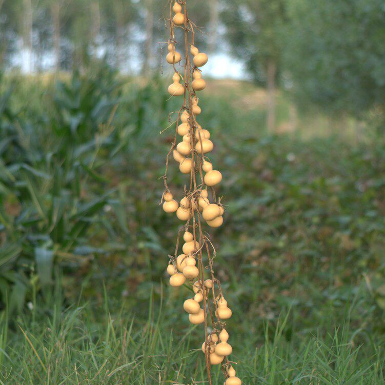 美国手捻小葫芦 连蔓成串葫芦连藤葫芦连枝葫芦 葫芦藤装饰挂件