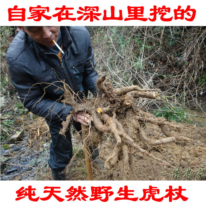 农民自己挖 天然野生中药材虎杖根 酸筒杆 酸桶芦 大接骨 斑庄根
