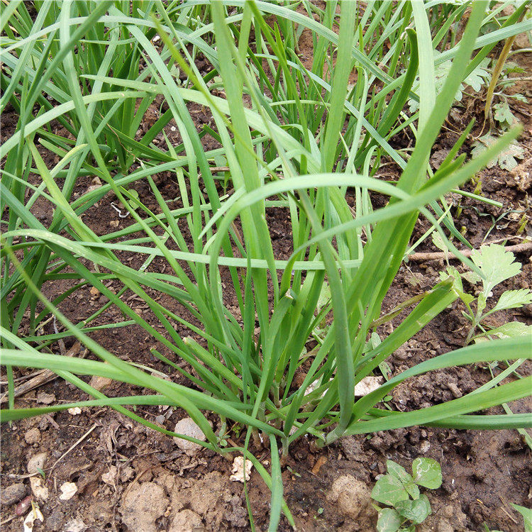 北京农家露天新鲜紫根韭菜当季时令蔬菜本地头茬小叶嫩韭菜半斤