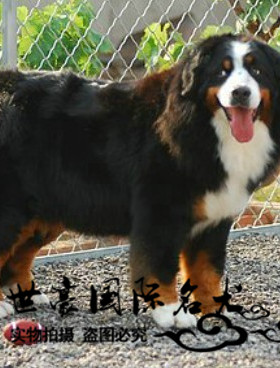 北京伯恩山大型驱虫已做包运犬舍
