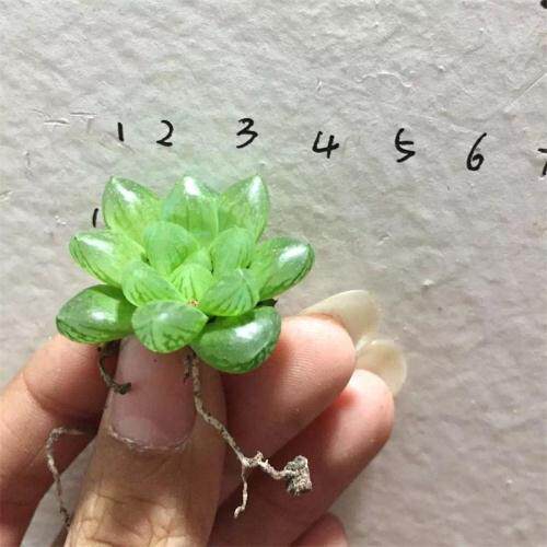 嘟嘟多肉植物批发【玉露】 雪花玉露 姬玉露 红丝玉露 大型玉露