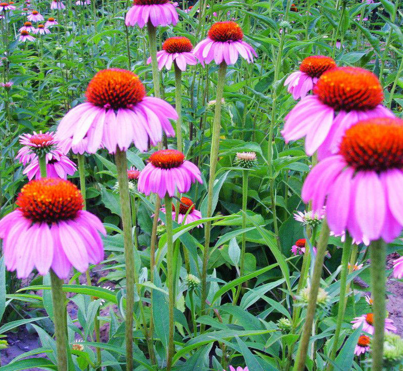 北京基地直销庭院花卉松果菊  园林美化 多年生宿根 花期5到10月