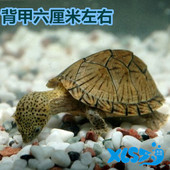 深水龟包活 吃垃圾 剃刀龟活体深水龟吃垃圾鱼粪便 清洁乌龟