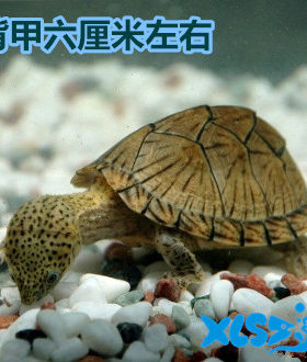 深水龟猪鼻龟黄头剃刀龟