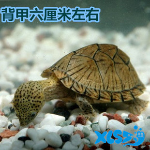 深水龟包活 吃垃圾 剃刀龟活体深水龟吃垃圾鱼粪便 清洁乌龟