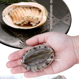 活冻大连鲍野生肉肥新鲜鲍鱼干 元宝鲍 活冻鲍鱼 新鲜一盒10头