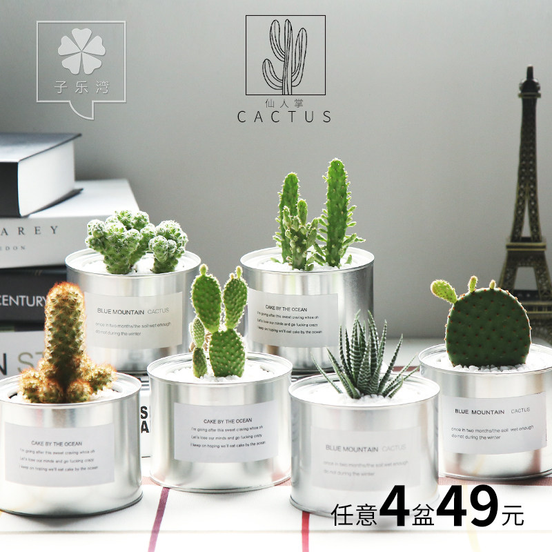 富贵竹绿萝水培植物盆栽绿植室内虎皮兰发财树办公室盆栽万年青 天天品牌网